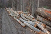 На Волині затримали лісового браконьєра