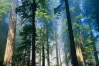 Товариство на Волині незаконно зайняло 30 тисяч гектарів землі лісового фонду