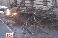 Шалений буревій у Львові вирвав дерева, які розчавили декілька автівок. ВІДЕО