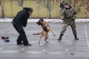 Службових собак на Луганщині одягли у бронежилети. ВІДЕО