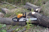 Волиняни покрали з заказника столітні дуби