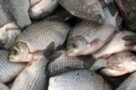 Волиняни поцупили з приватного ставу майже 50 кілограмів риби