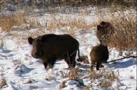На Волині розгулялись дикі кабани