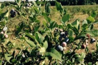 Колишнього керівника «Флори» звинуватили в підробці документів