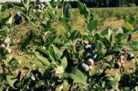 Колишнього керівника «Флори» звинуватили в підробці документів