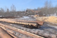 На Волині «накрили» незаконну пилораму з краденою деревиною. ОНОВЛЕНО