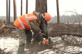 Волинянин загинув під час роботи в лісі