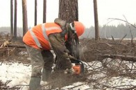 Волинянин загинув під час роботи в лісі