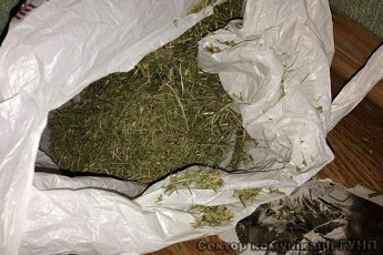 Біля Луцька у теплиці вирощували коноплі. ФОТО
