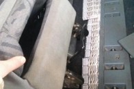 На Волині конфіскували автівок на 4 мільйони гривень