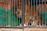 Мерія Луцька розгляне заборону пересувних звіринців