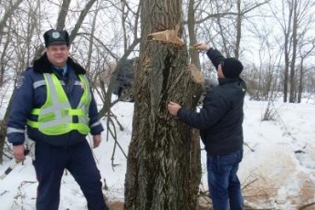 На Волині поцупили лісу майже на 2,5 мільйона гривень