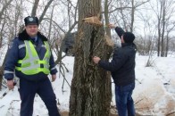 На Волині поцупили лісу майже на 2,5 мільйона гривень