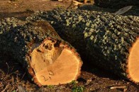 Чому бійці «Айдару» охороняють волинські ліси. ВІДЕО