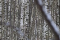 На Волині тисячі гектарів лісу вражені хворобами