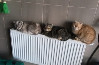 Лучани скаржаться на температуру в батареях
