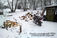 За березові колоди волинянин може поплатитись волею. ФОТО