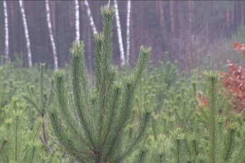 Як на Волині відновлюють ліси