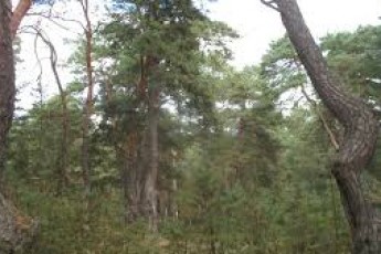 У Торчинському лісництві проводять «чистку»