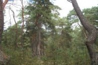 У Торчинському лісництві проводять «чистку»