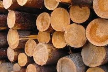 Волинські селяни стали на захист підприємця, який крав ліс