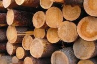 Волинські селяни стали на захист підприємця, який крав ліс