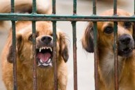 Волиняни потерпають від скажених тварин