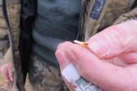 На Волині висихають соснові ліси