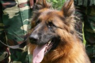 Пес-прикордонник не дав провезти через Ягодин наркотики