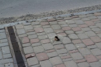 Через недбальство комунальників у Луцьку травмувалася жінка. ВІДЕО