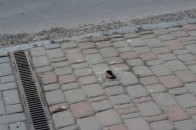 Через недбальство комунальників у Луцьку травмувалася жінка. ВІДЕО
