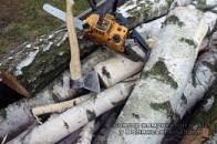 На Волині вирубують ліс у заповіднику
