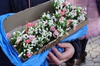 Лучан штрафуватимуть за підсніжники