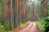 Шлях, який веде в нікуди. На Волині за мільйон гривень будують лісову дорогу