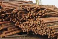Тил допомагає фронту: як волинські лісівники підтримують бійців АТО. ФОТО
