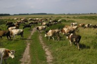 На Волині блискавка вбиває худобу