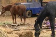 У Луцьку вантажівка «DAF» врізалась у кінну підводу, є потерпілі