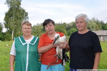 Волинське село рятує пораненого лелеку. ФОТО