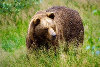 На Прикарпатті люди намагаються врятувати ведмедя від голодної смерті. ВІДЕО