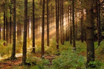 Шоста доба у лісі, без їжі і води… Рівнянку, яка заблукала досі шукають.