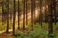 Шоста доба у лісі, без їжі і води… Рівнянку, яка заблукала досі шукають.