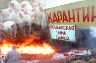 На Волині виявили африканську чуму свиней