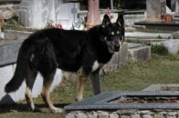 Собака 11 років відвідує могилу господаря
