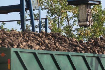 Гнідавський цукровий завод планує прийняти понад 500 тис. тонн буряку