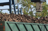 Гнідавський цукровий завод планує прийняти понад 500 тис. тонн буряку