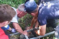 Старенька волинянка потрапила у пастку на власному подвір’ї
