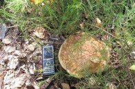 На Любомльщині чоловік пішов по гриби й помер у лісі