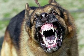 Лучан лякає великий бездомний собака у парку