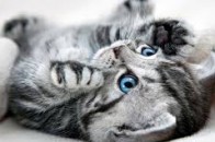 В Одесі собака вигодувала молоком двох кошенят