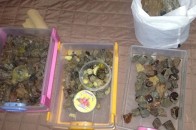 На Рівненщині нарколабораторію кришував екс-міліціонер